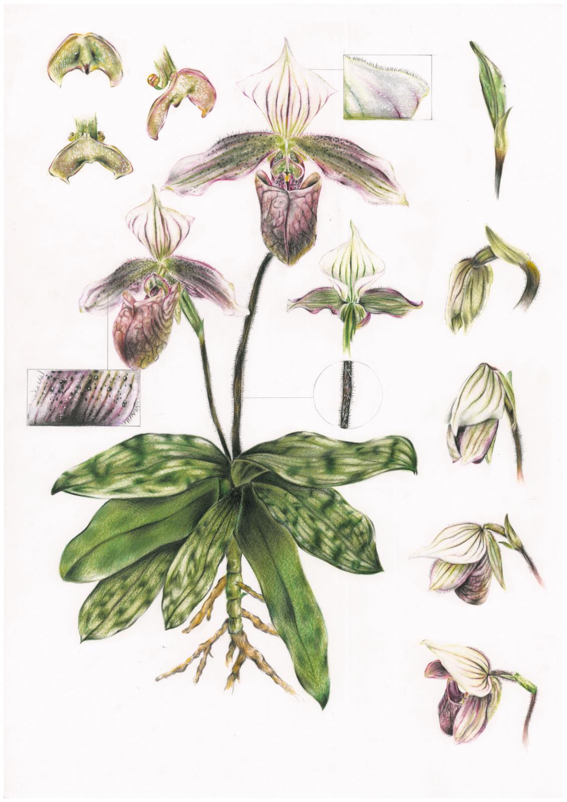 Paphiopedilum purpuratum